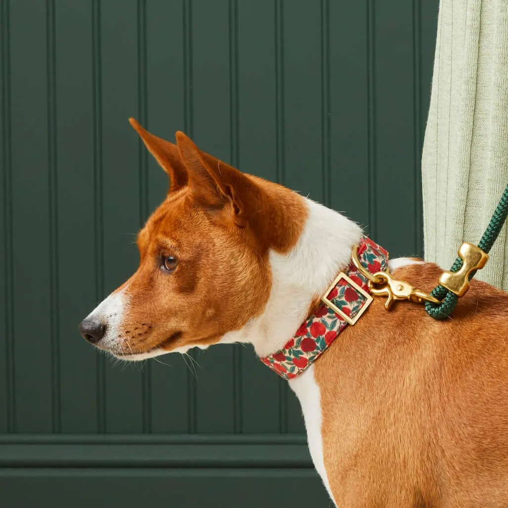 Apple of My Eye Dog Collar