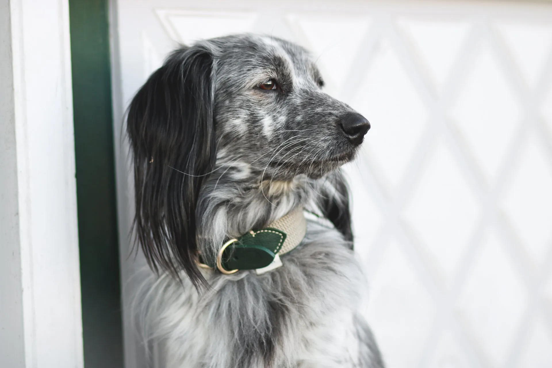 Dog Collar: James Green