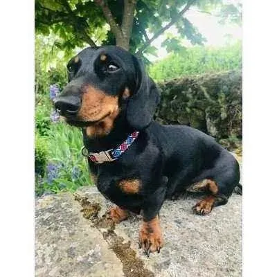Finnigan's Whimsical Pooch Collar Set