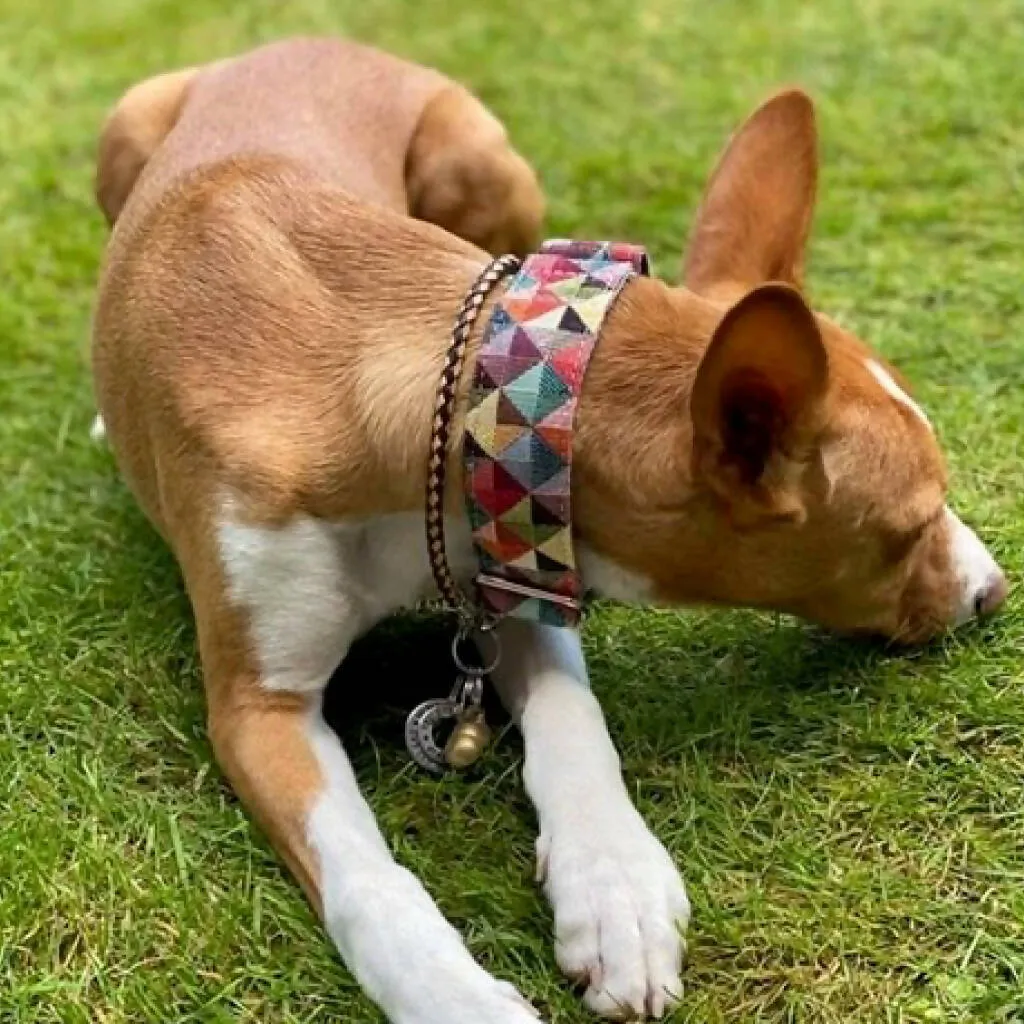Harlequin Buckle Collar