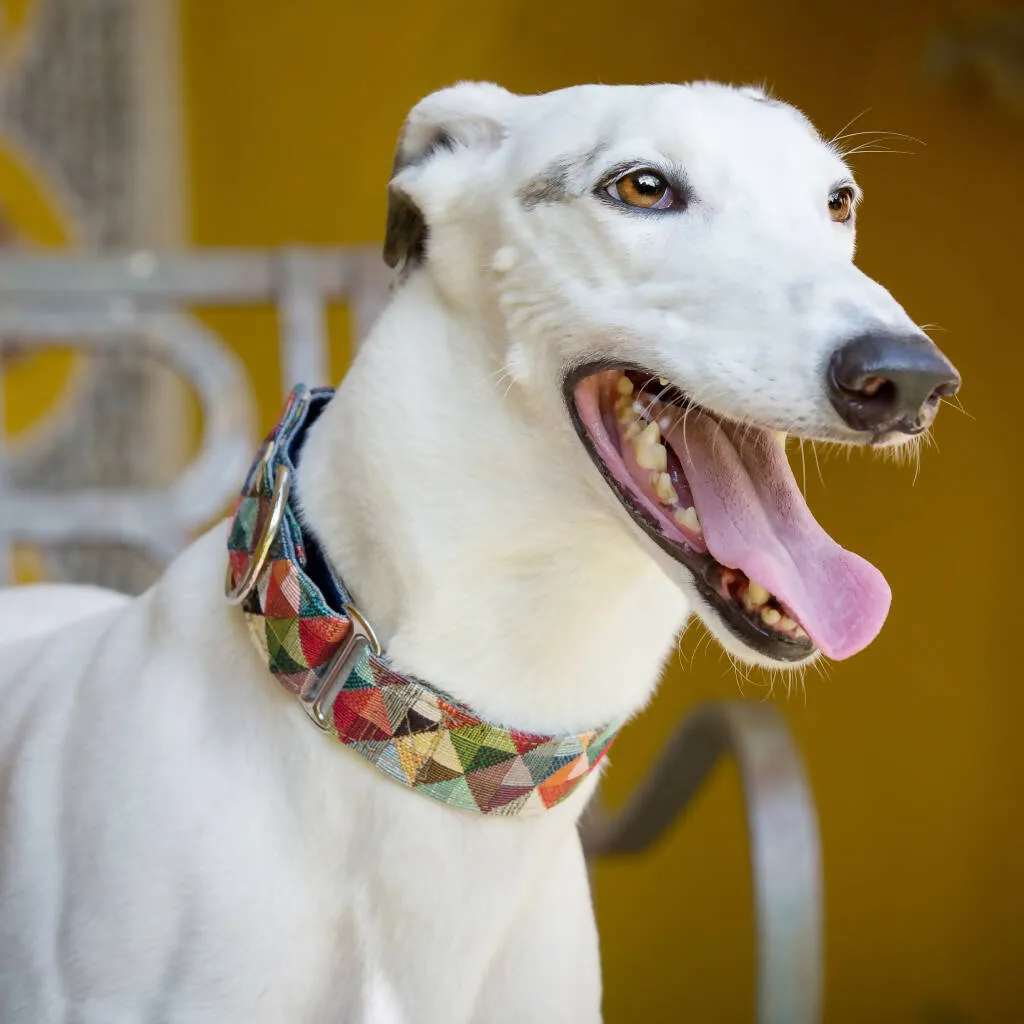 Harlequin Buckle Collar