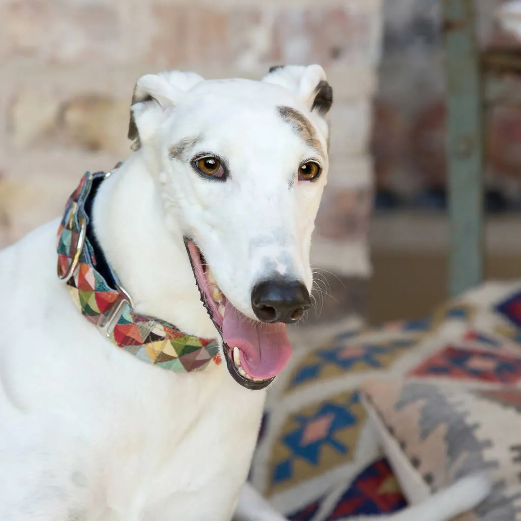 Harlequin Buckle Collar
