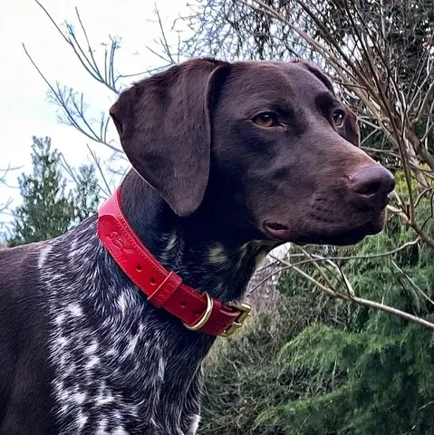 LISH Coopers Cherry Red Italian Leather Dog Collar
