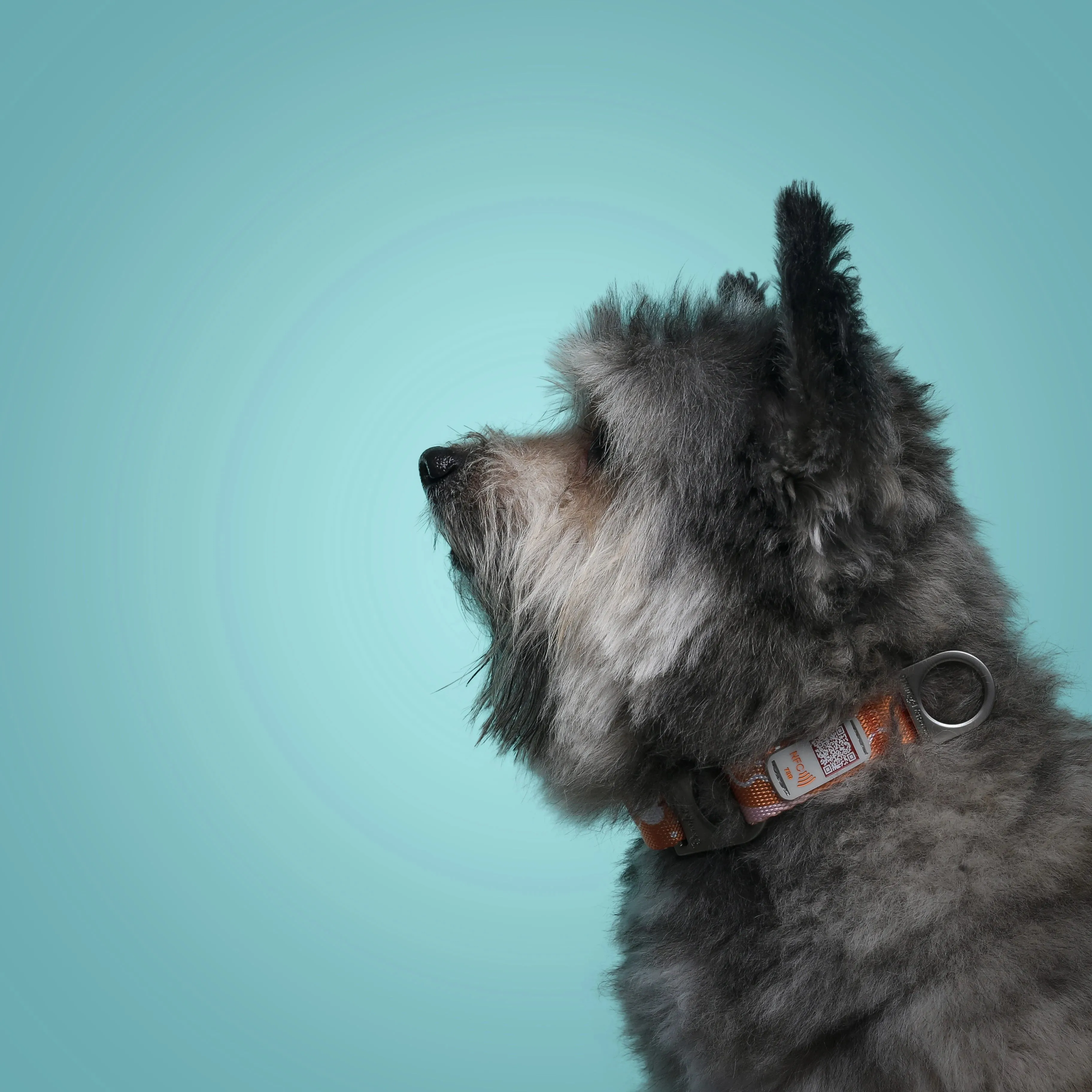 NeoCollar
