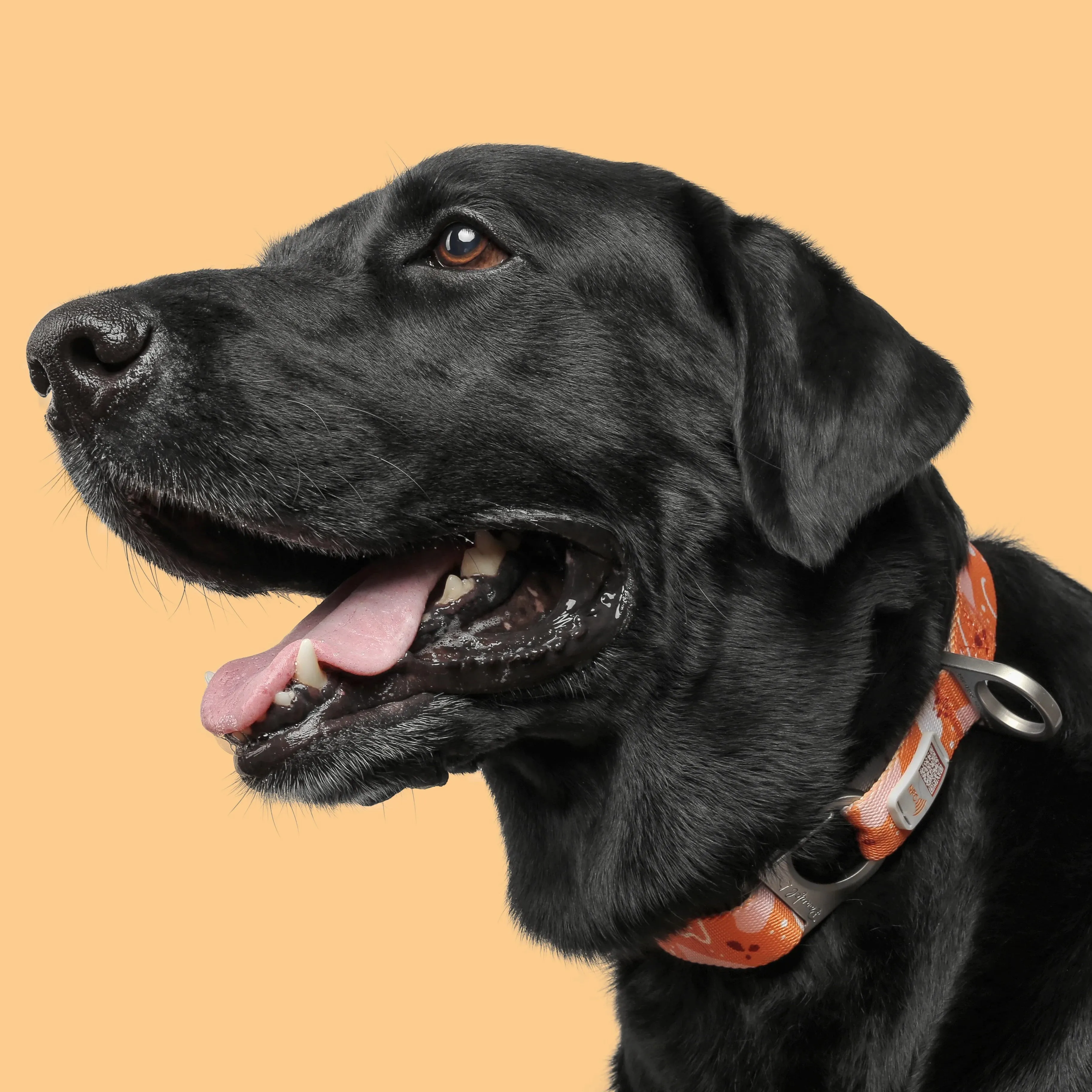 NeoCollar