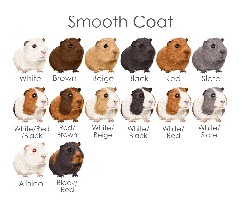 Personalised Guinea Pig Wedding Anniversary Print